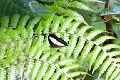 SATYRIDAE, Oressinoma typhla